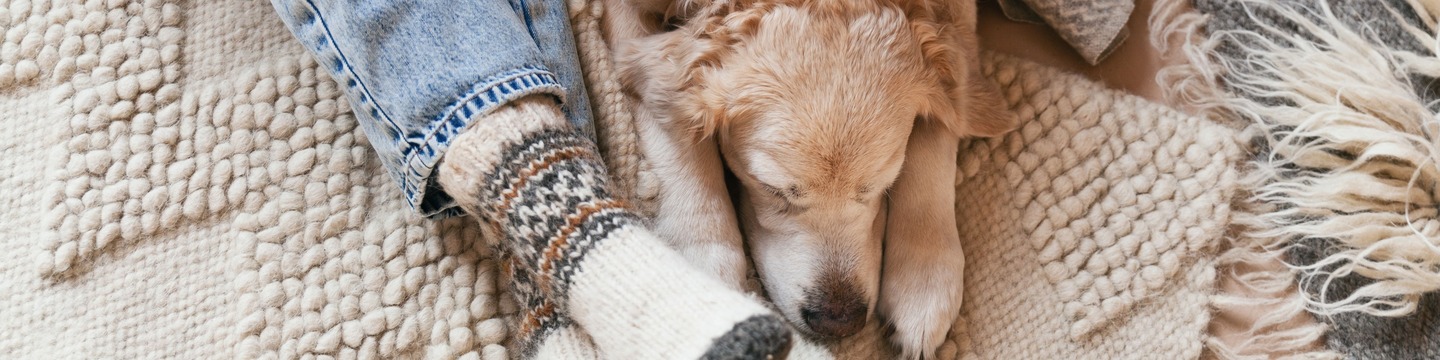 Hond en persoon op een kleed